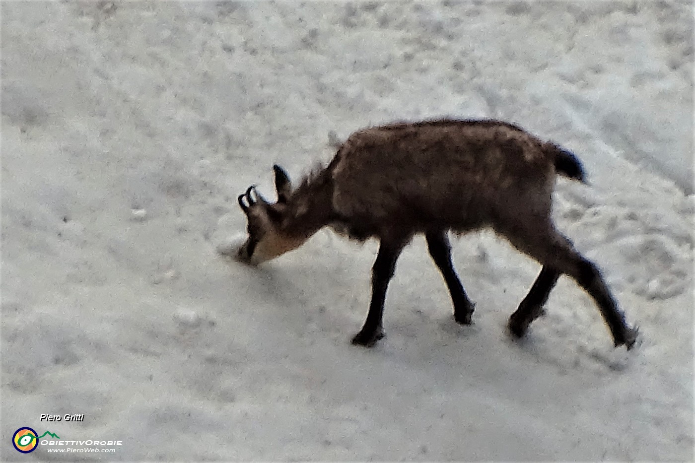 71 Camosci si rinfrescano e giocano sulla neve (maxi zoom).JPG